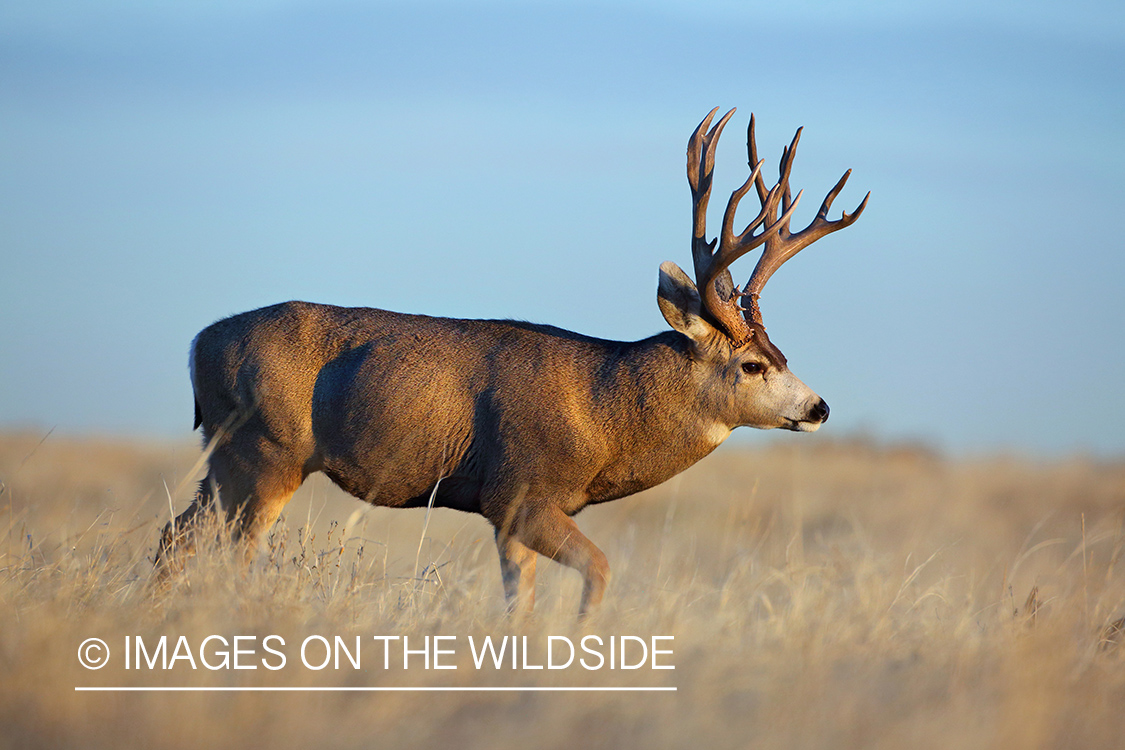 Mule deer buck in field.