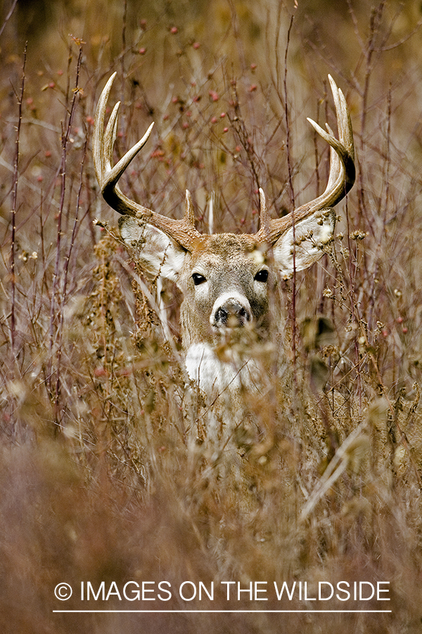 White-tailed buck.