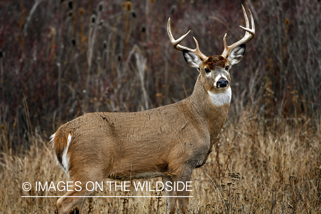 Whitetail Buck