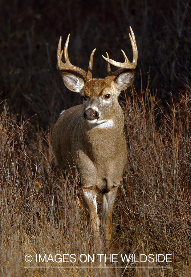 Whitetail Buck