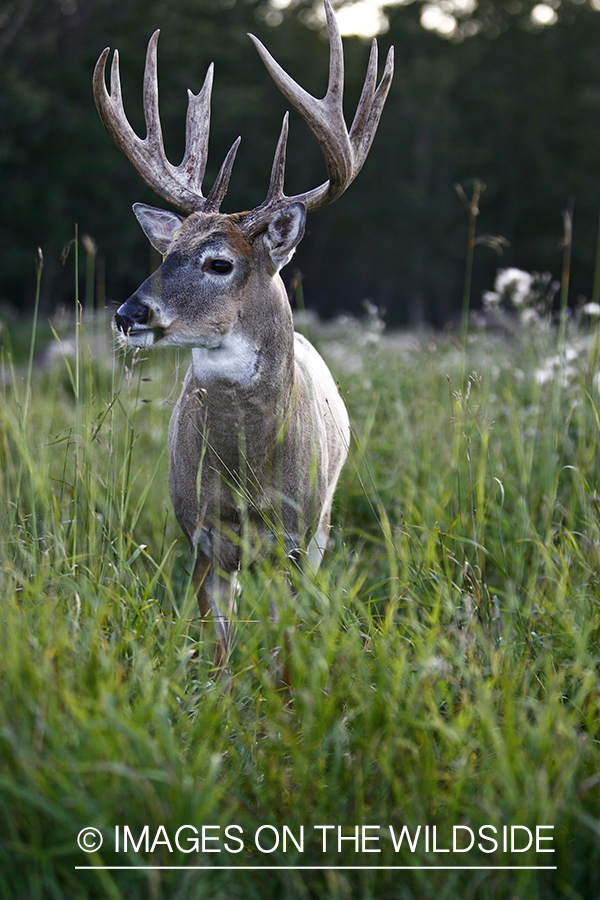 Whitetail buck 