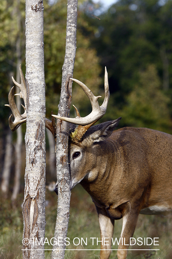 Whitetail buck rubbing antlers on tree.