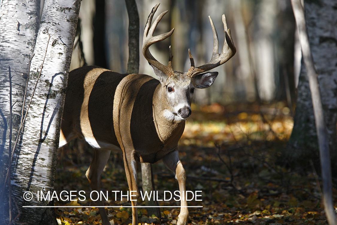 Whitetail buck in habitat