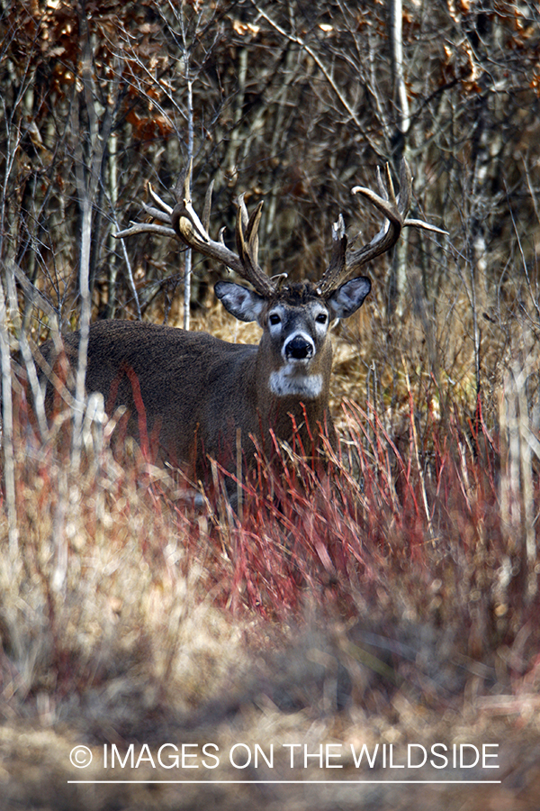 Whitetail buck in habitat.