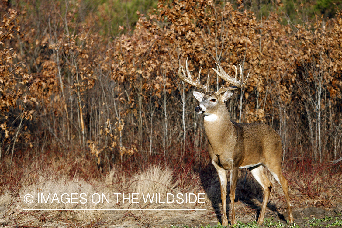 Whitetail buck in habitat.