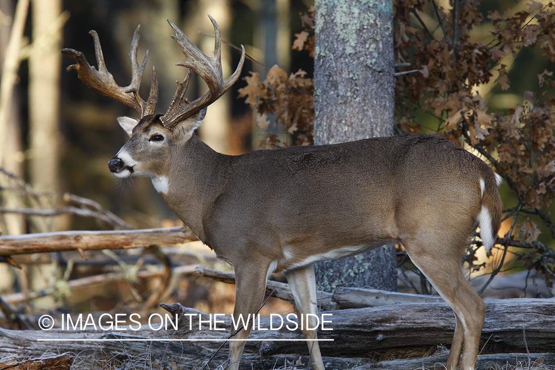 Whitetail buck in habitat.