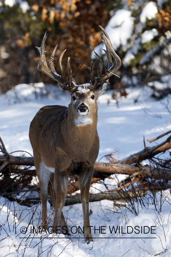 White-tailed buck in habitat.