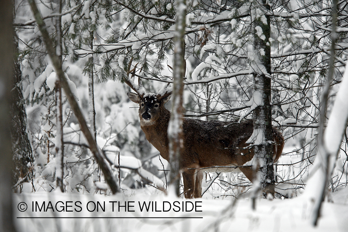 White-tailed buck in habitat.