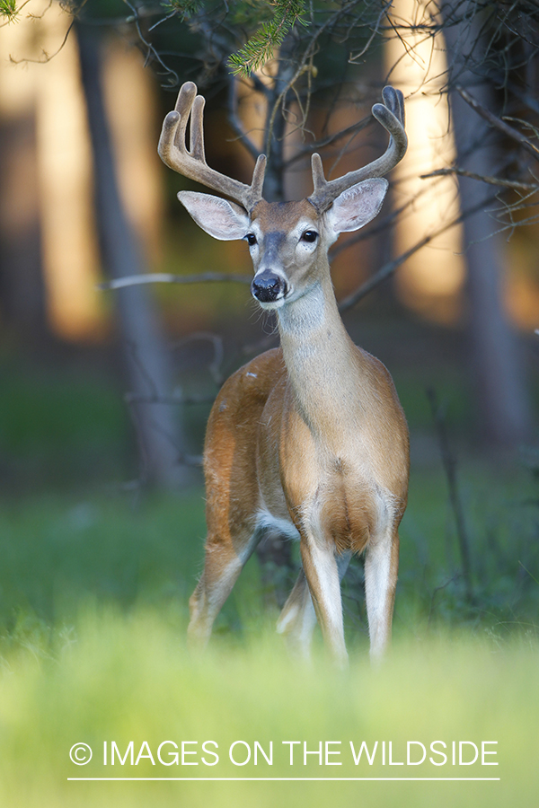 Whie-tailed deer apple creek