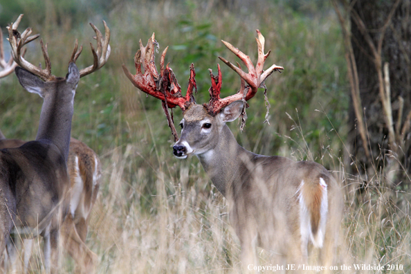 White-tailed bucks in habitat in the velvet