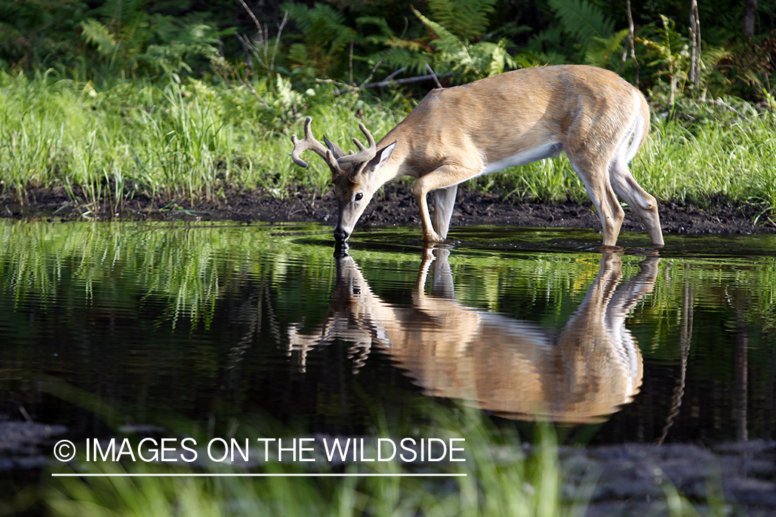 White-tailed buck in velvet 