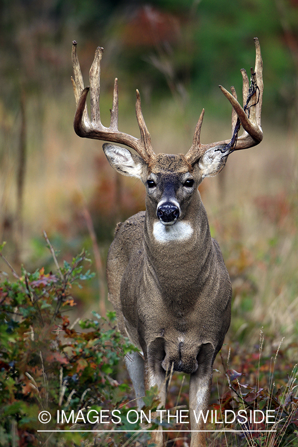 White-tailed buck in habitat. *