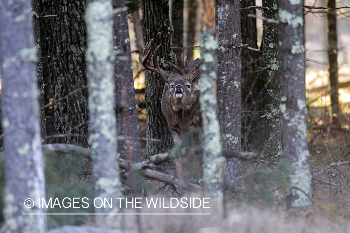 White-tailed buck in habitat. *