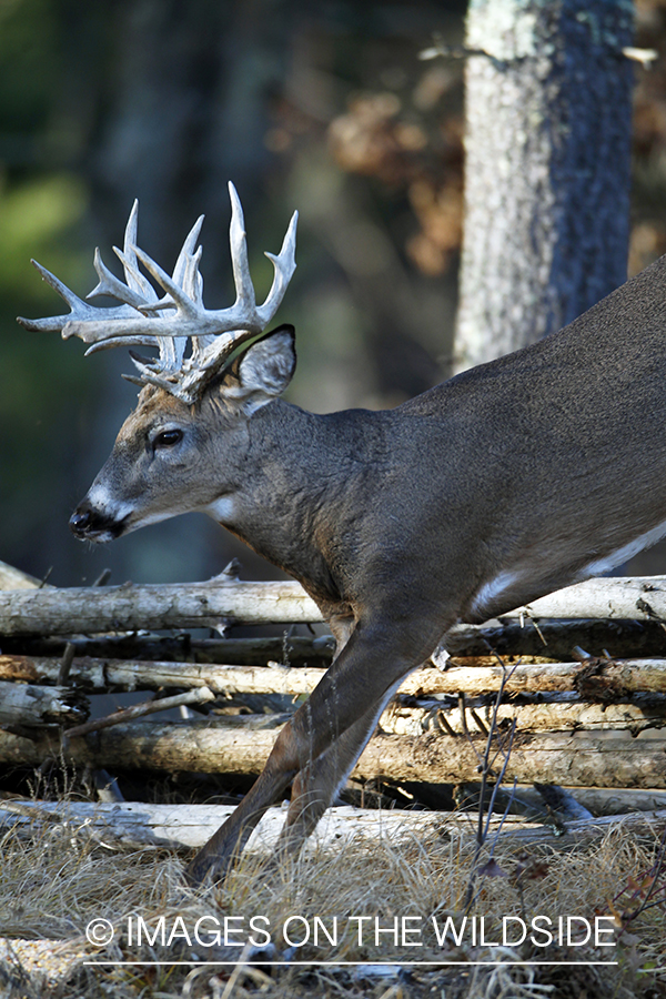 White-tailed buck in habitat. *