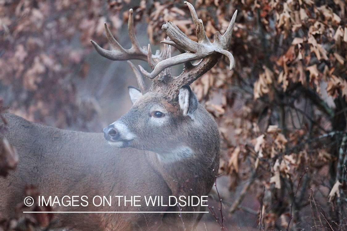 White-tailed buck in habitat. 