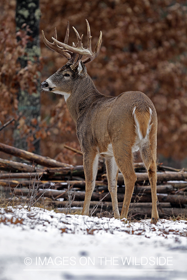 White-tailed buck in habitat. *