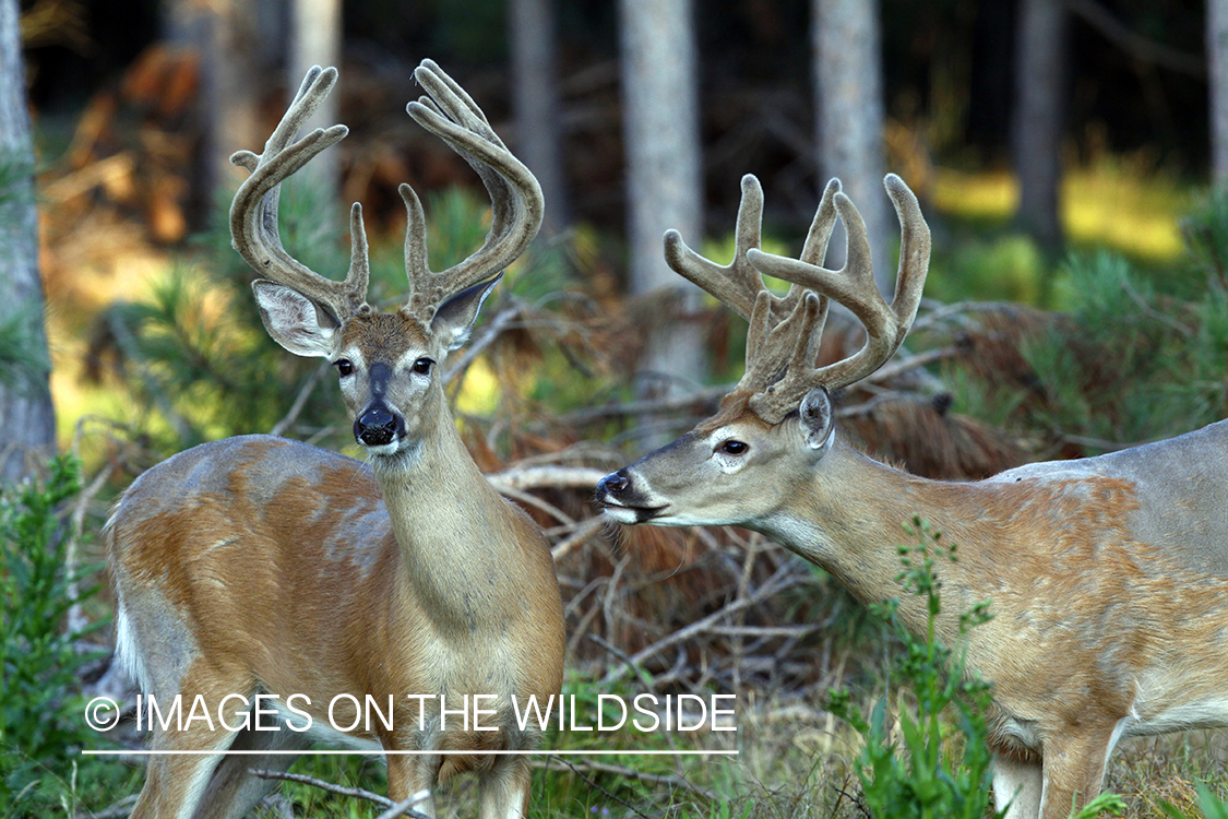 White-tailed bucks in velvet.  