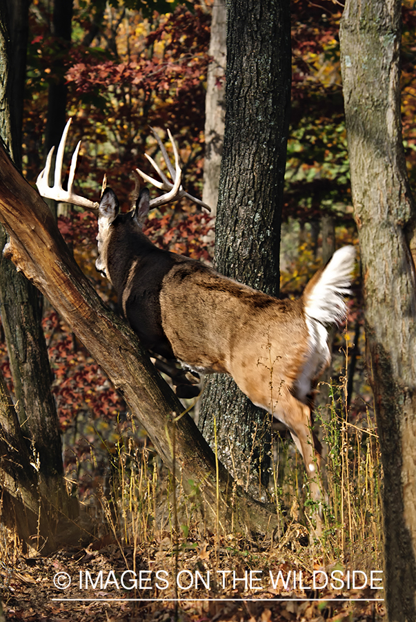 White-tailed buck leaping over fallen tree. 