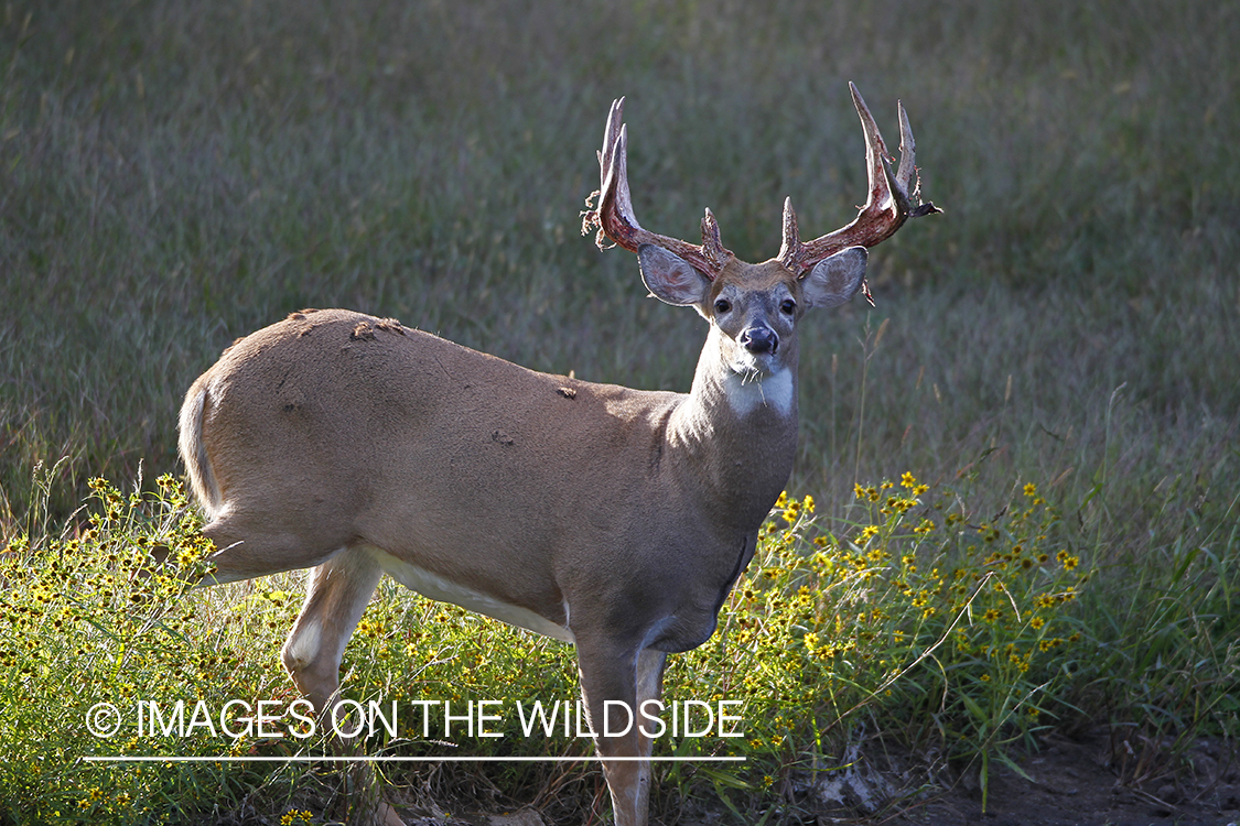 White-tailed buck shedding velvet.  