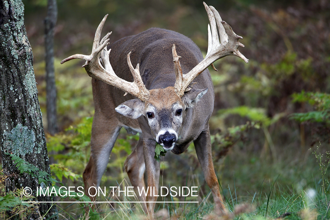 White-tailed buck in habitat. 