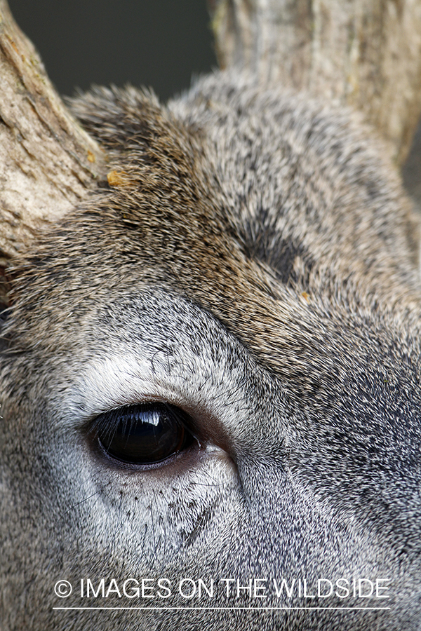 Close-up of white-tailed buck. 