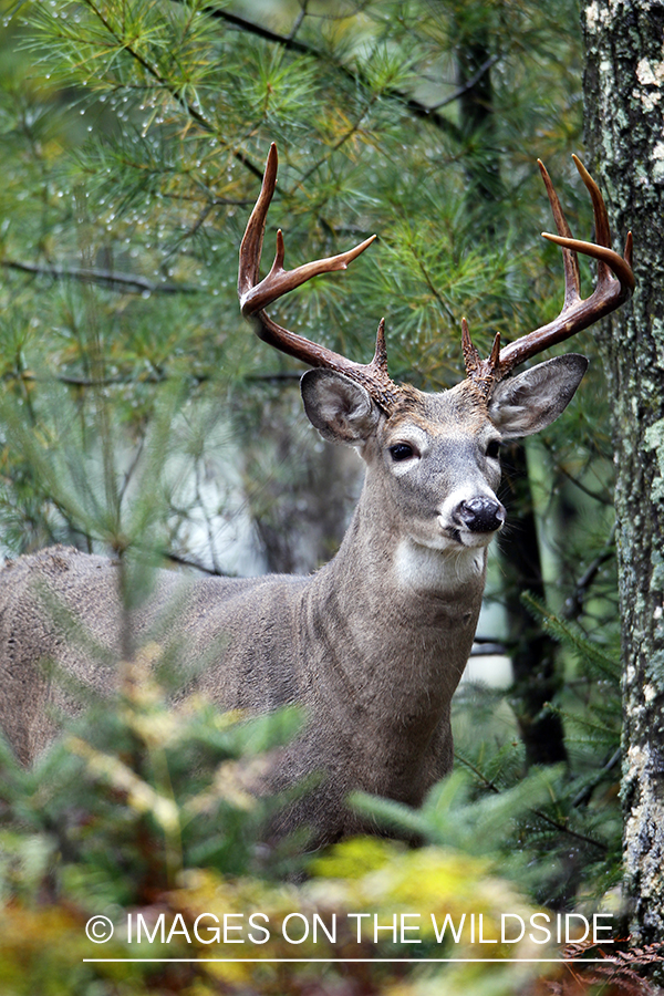 White-tailed buck in habitat. 