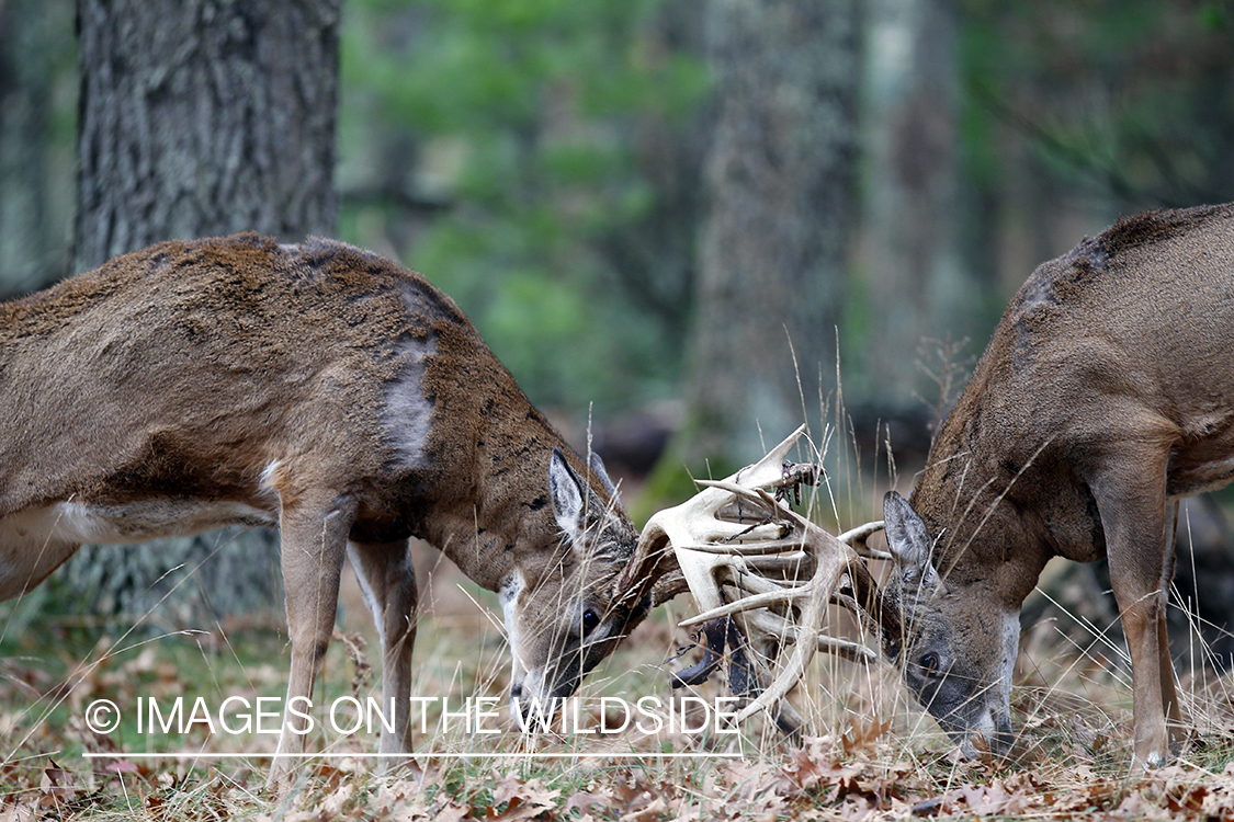 White-tailed bucks fighting. 