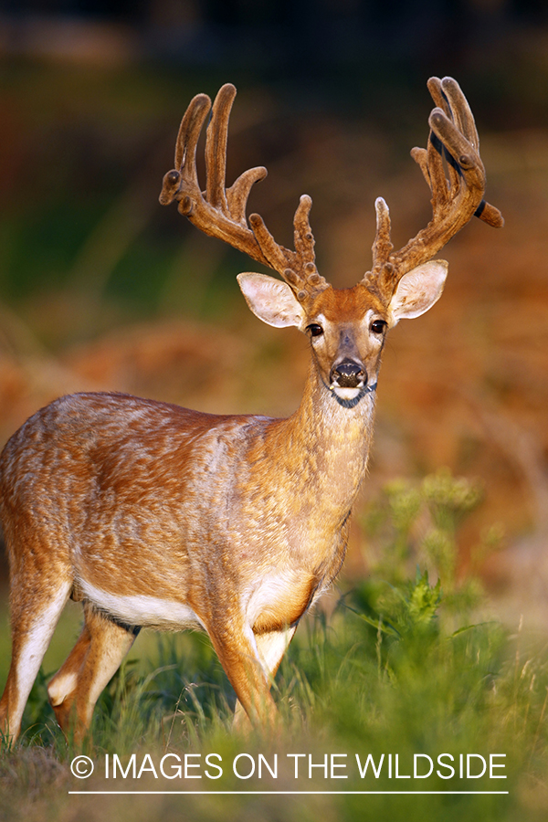 White-tailed buck in velvet.