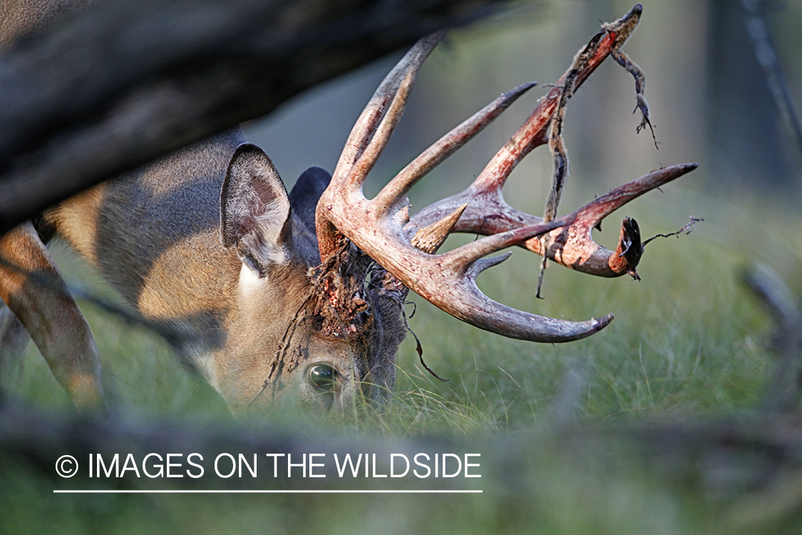 White-tailed buck shedding velvet.