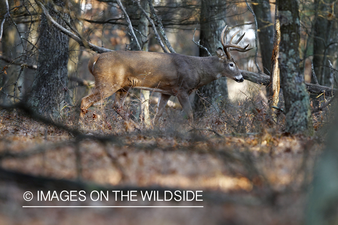 White-tailed buck in habitat.