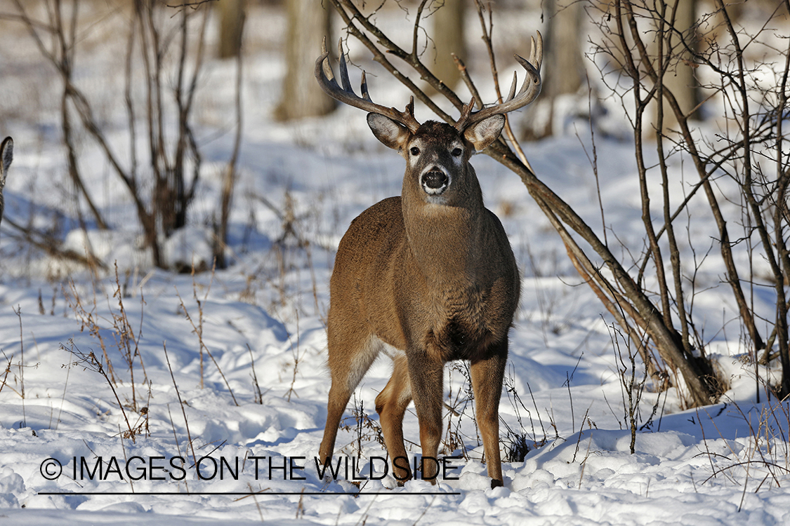 White-tailed buck in winter habitat.