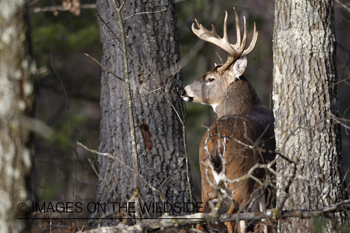 White-tailed buck in habitat.