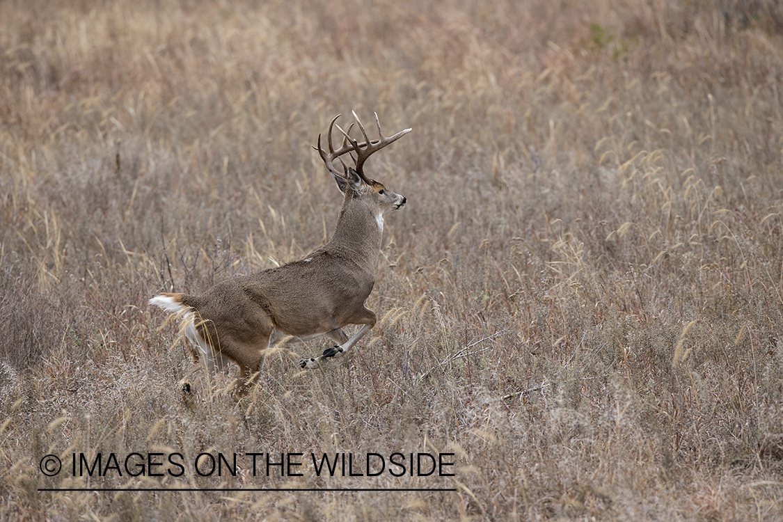 White-tailed buck running in habitat.