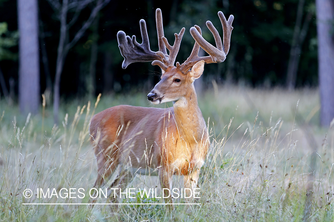 White-tailed buck in habitat.