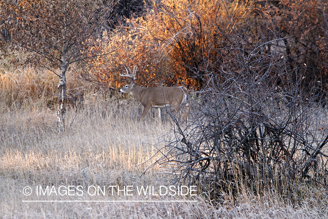 View of White-tailed buck in habitat from tree stand.