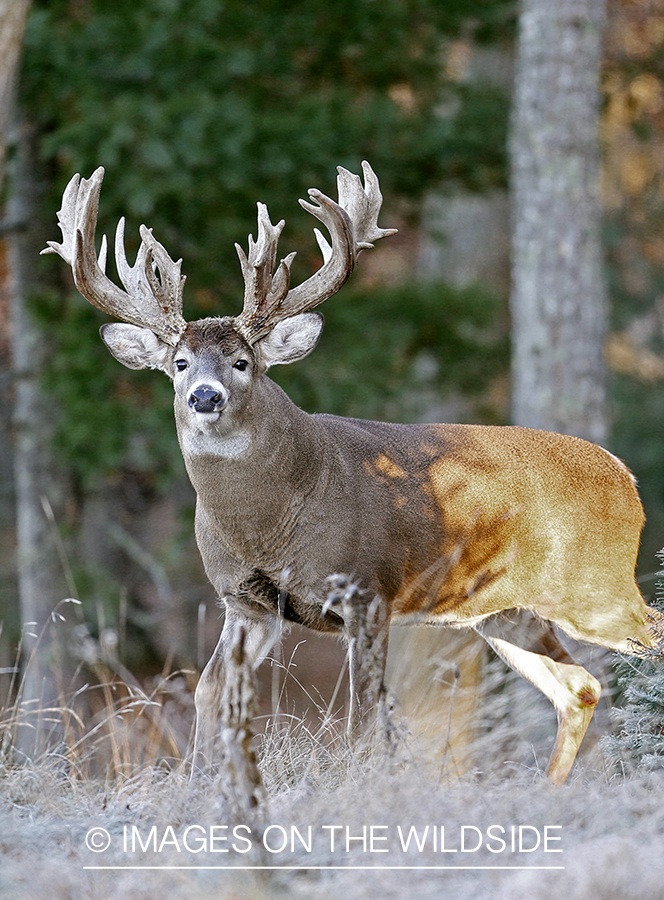 White-tailed buck in habitat.