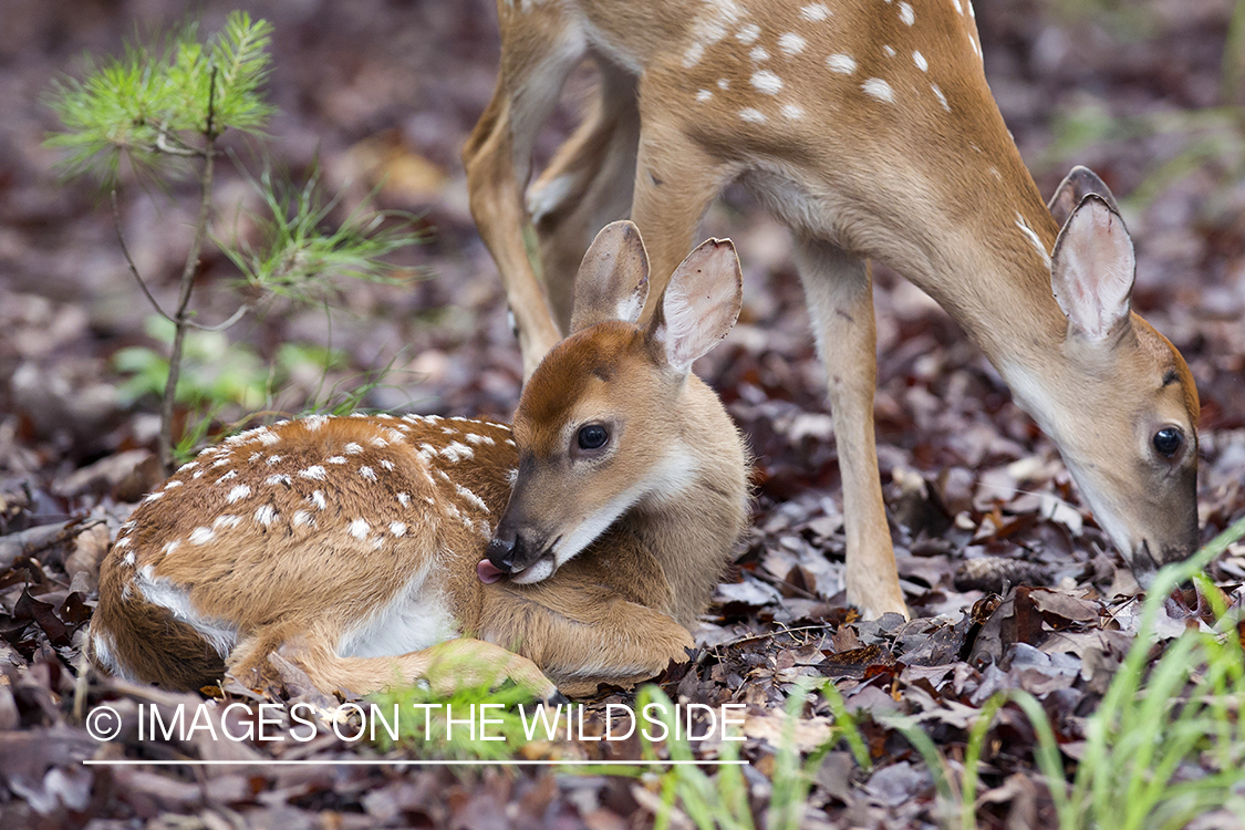 White-tailed fawns in velvet bedded down.