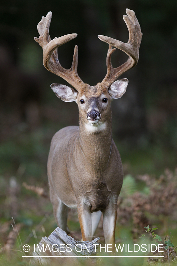 White-tailed buck in habitat.