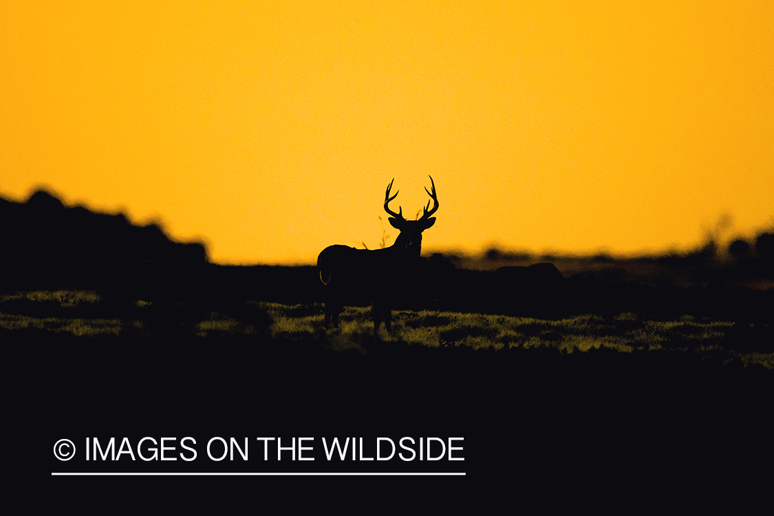 White-tailed buck in habitat. (Silhouette) 