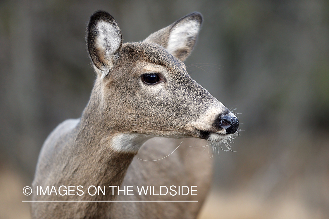 White-tailed doe in habitat.