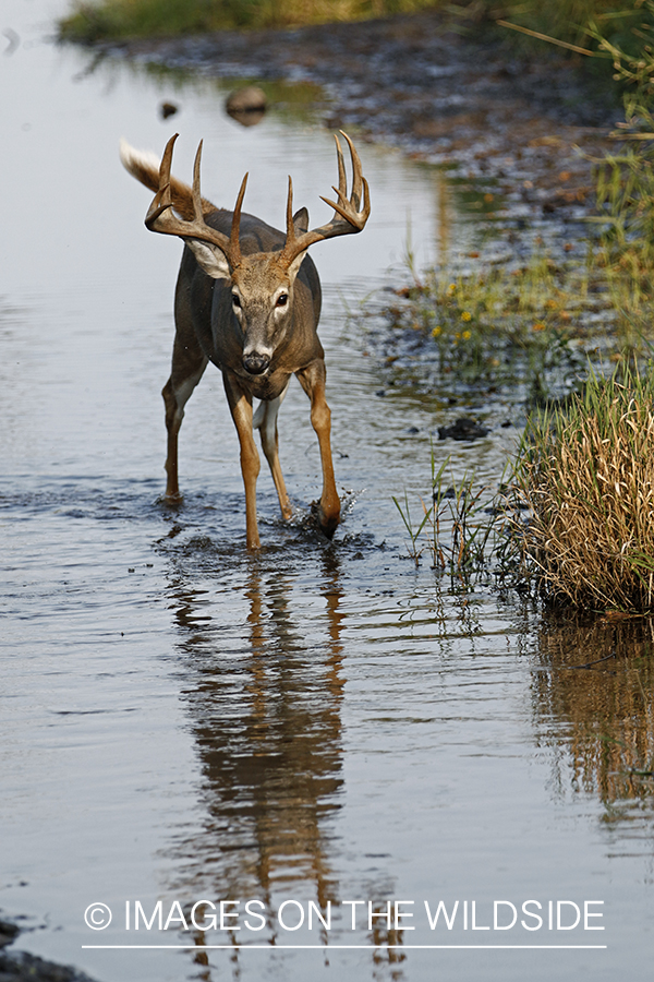 White-tailed Buck in stream.