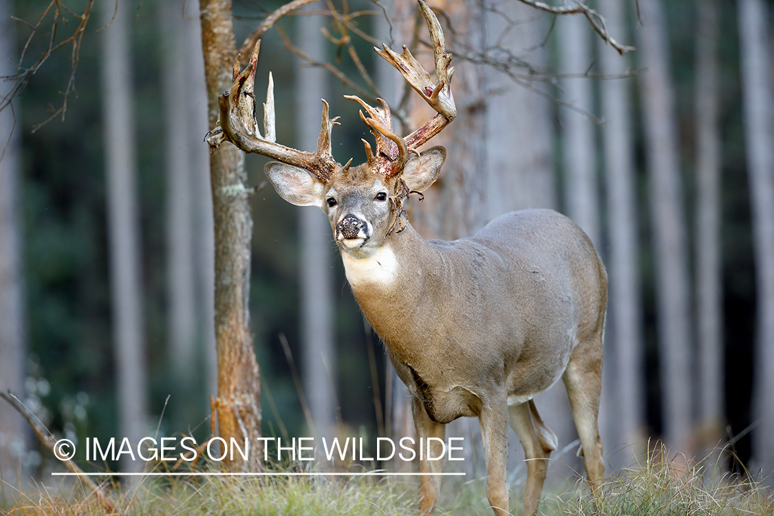 White-tailed buck shedding Velvet.