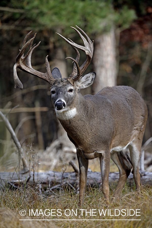 White-tailed buck in woods.