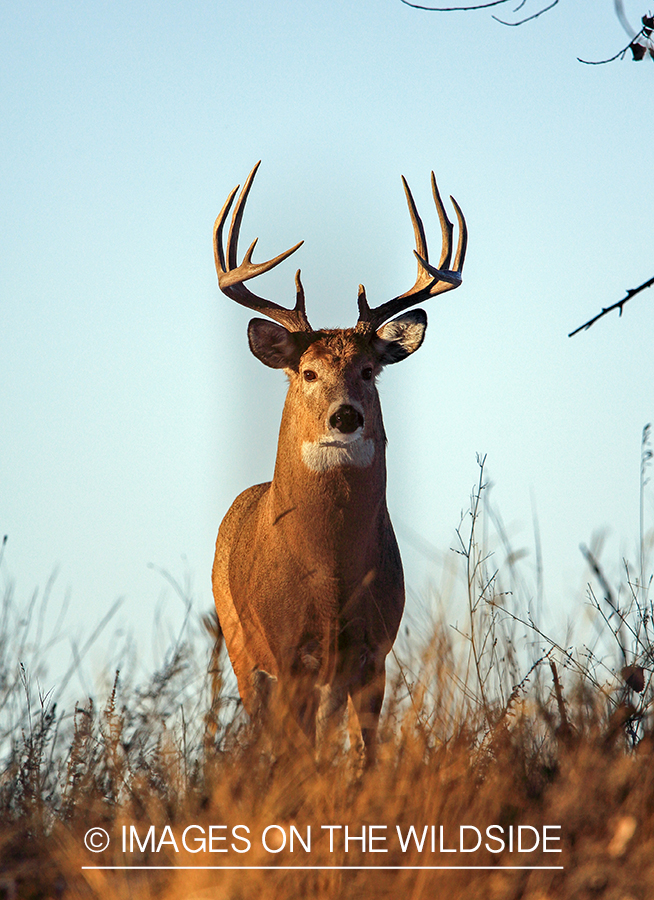 White-tailed buck in field.