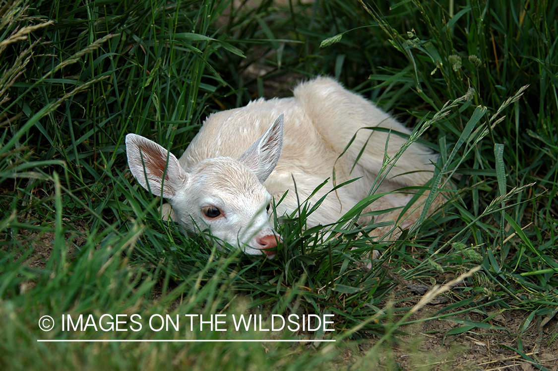 Albino white-tailed deer in habitat.