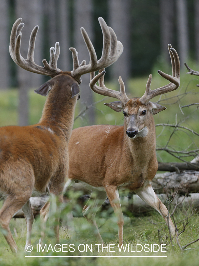 White-tailed buck in velvet.