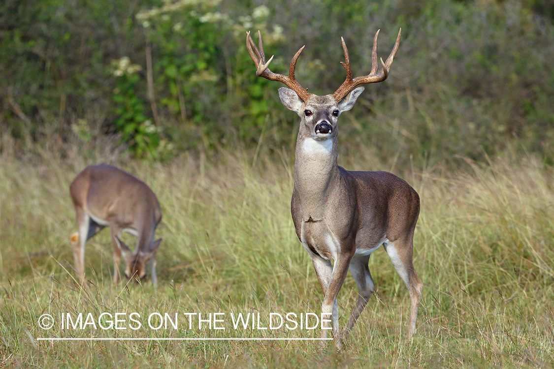 White-tailed deer.