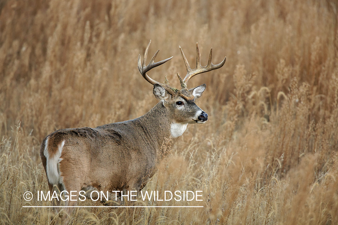 White-tailed buck in field.