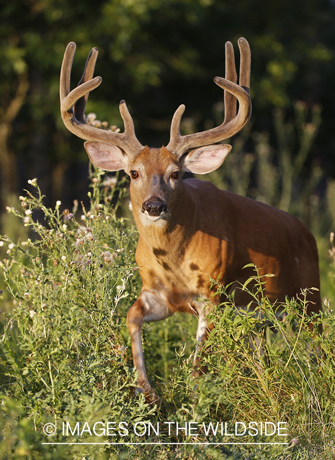 White-tailed buck in field.