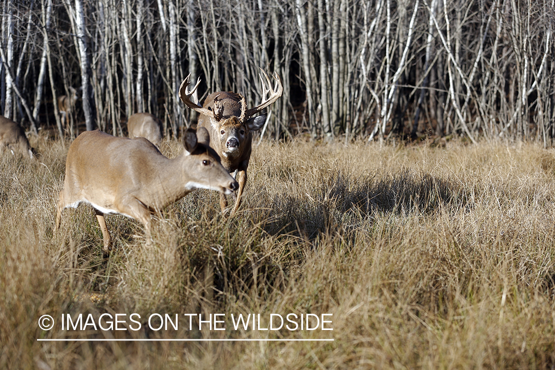 White-tailed buck chasing doe.